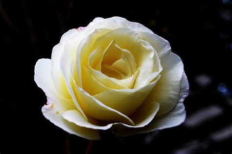Big White Roses Free Stock Photo - Public Domain Pictures
