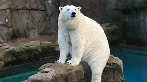 Anana the polar bear says goodbye to Lincoln Park Zoo - ABC7 Chicago