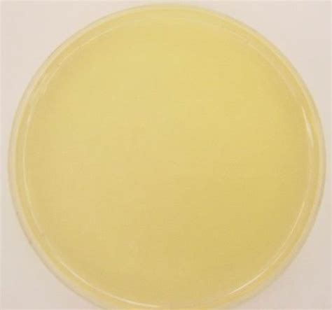 Nutrient Agar, Prepared Media Plates, 100 x 15 mm, Pack of 10 | KLM Bio ...