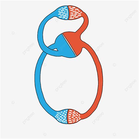 Pulmonary Circulation Animation