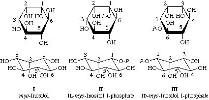 myo-inositol