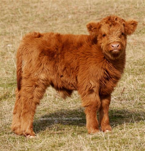 Highland calf, so cute | Cow, Fluffy cows, Baby cows