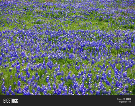 Bluebonnet Background Image & Photo (Free Trial) | Bigstock