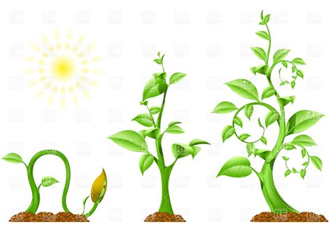 Plant Growing Clipart : Plant Outline Clip Art At Clker.com | Bocghewasu