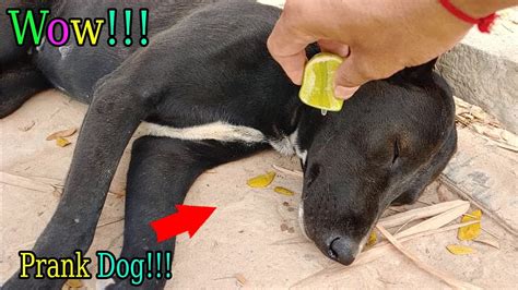 Wow Amazing!!! Lemon Prank Dog So Funny Try To Stop Laugh Challenge Pranks 2021 | dog, practical ...