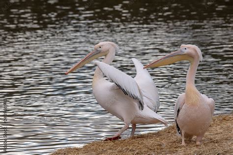 Beautiful Pink Pelican (Pelecanus onocrotalus) . Rare bird species ...