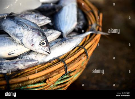 Bunch of baby tuna in basket on Fish Market Stock Photo - Alamy