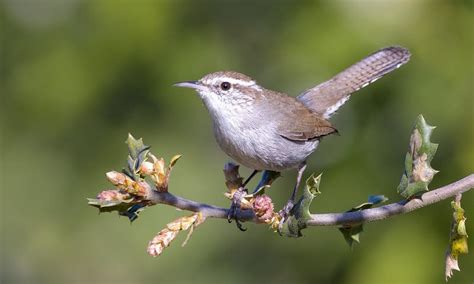 10 Smallest Birds In North America – North American Nature