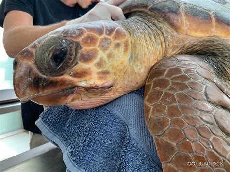 Microplastics found in Mediterranean sea turtles
