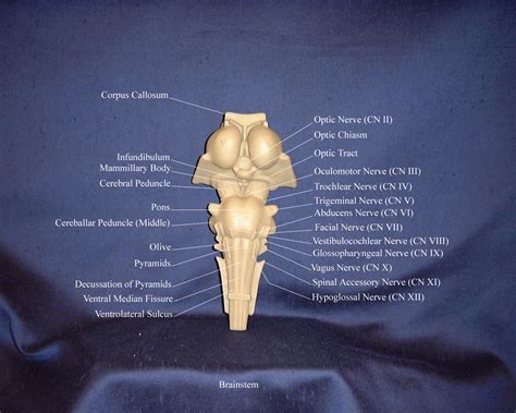 Brain Stem Anatomy Model