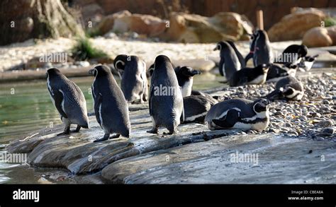 Penguins at London Zoo Stock Photo - Alamy