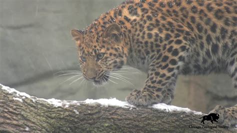 Amur Leopard Cubs First Snow - YouTube