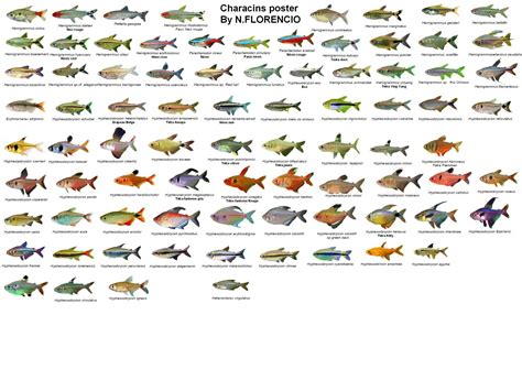 Fish Size Chart at Moses Lopez blog