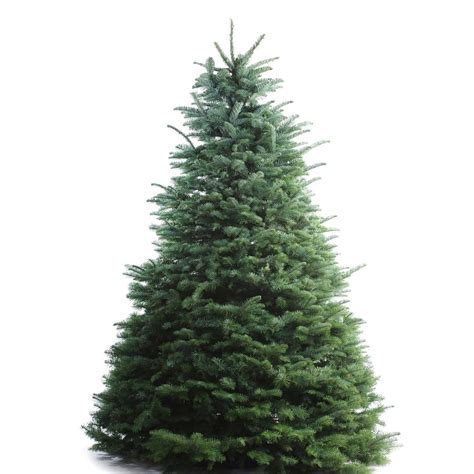 8-ft to 9-ft Fresh-Cut Noble Fir Christmas Tree at Lowes.com