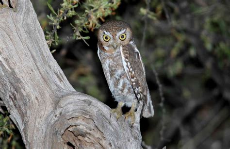 10 Facts About Elf Owls, the Smallest Owls in the World