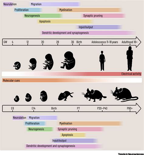 Prefrontal Cortex Development in Health and Disease: Lessons from ...