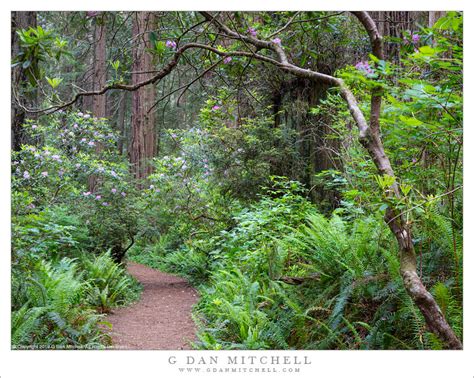 G Dan Mitchell Photograph: Redwood Forest Trail, Rhododendron Flowers ...