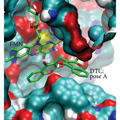 Docked orientations and interactions of dicoumarol in the enzyme ...