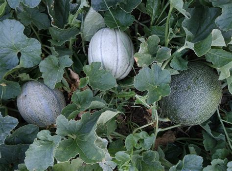 How to Grow Cantaloupe for a Sweet Backyard Harvest - Garden and Happy