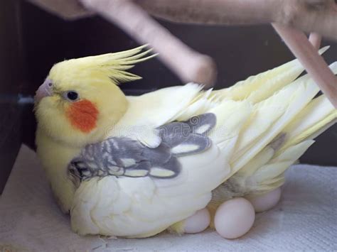 Cockatiel incubating eggs stock image. Image of crest - 7792367