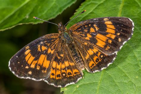 Chlosyne nycteis - Silvery checkerspot (USA) - Southern Alps Photography