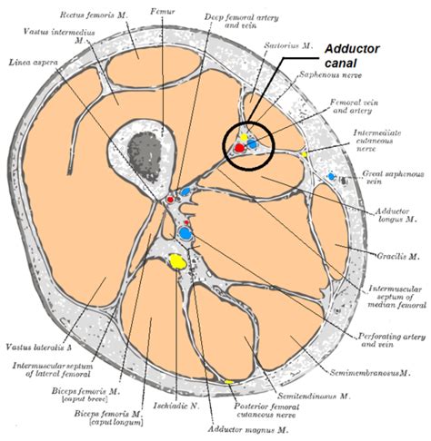 Hunter's Canal - Physiopedia