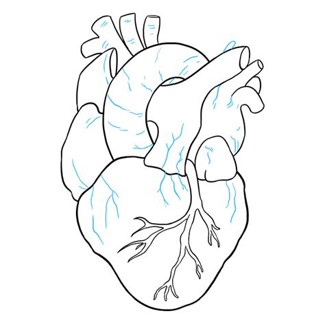 How To Draw A Real Heart at Drawing Tutorials