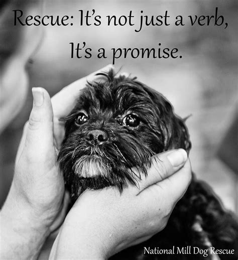 Rescue Dog Quotes. QuotesGram