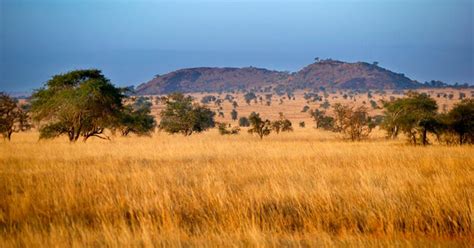 7 increíbles animales que pueden encontrarse en la sabana africana - MGC