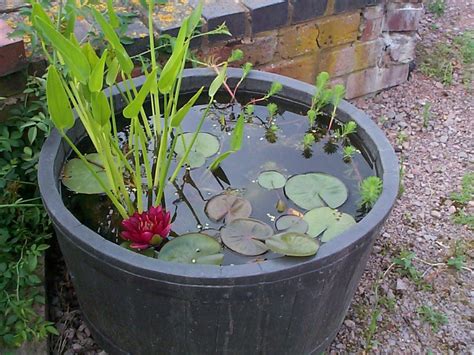 Mini pond starter pack - Merebrook Pond Plants