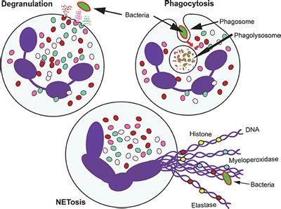 Frontiers | Neutrophil: A Cell with Many Roles in Inflammation or Several Cell Types?