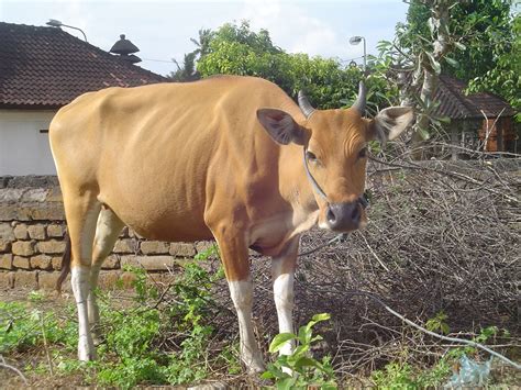 Mengenal Sapi Bali | Tatang Sapi-Kalianda