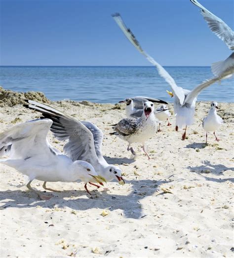 Sea Gulls on the Beach in a Summer Day Stock Image - Image of flying ...