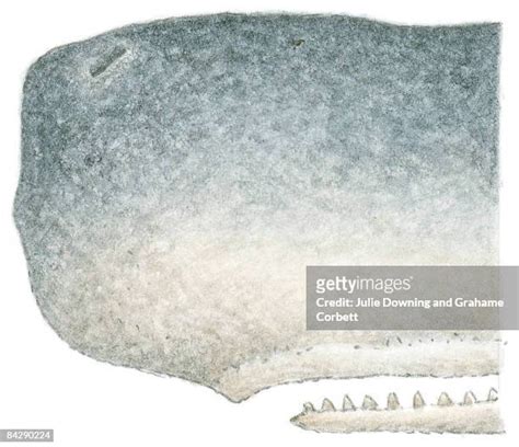 Sperm Whale Teeth Photos and Premium High Res Pictures - Getty Images