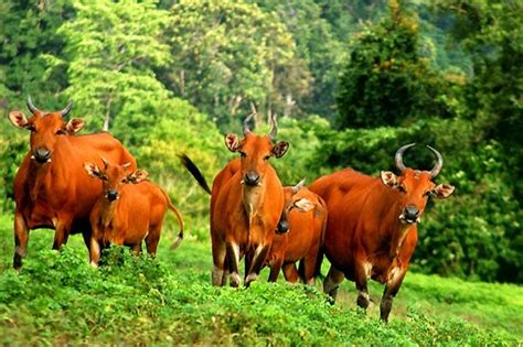 Pesona Banyuwangi: Banteng Alas Purwo Terancam Punah