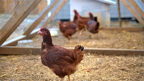 15 Best Chicken Breeds for Confinement and Small Backyards