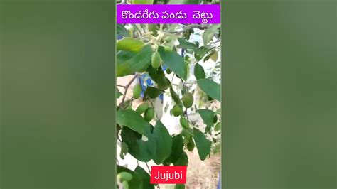 రేగి పండ్లు / Apple Ber/ Chinese Dates/ Konda Regi Pandu/ Indian Jujube/ Village Fruits ...