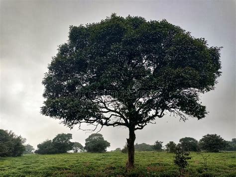 Kaas Plateau,Satara,Maharashtra,India,Asia Stock Photo - Image of ...