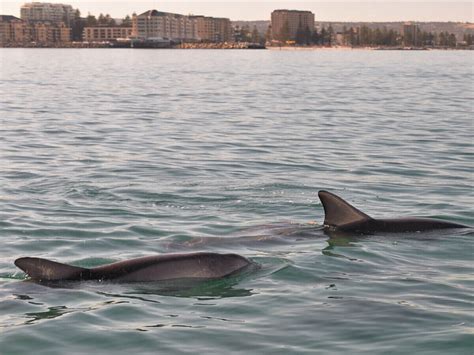 Swimming with Wild Dolphins | Ensenada Motor Inn & Suites