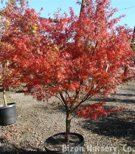 Acer palmatum 'Seiryu' (Lace-leaf Japanese Maple, Laceleaf Japanese ...