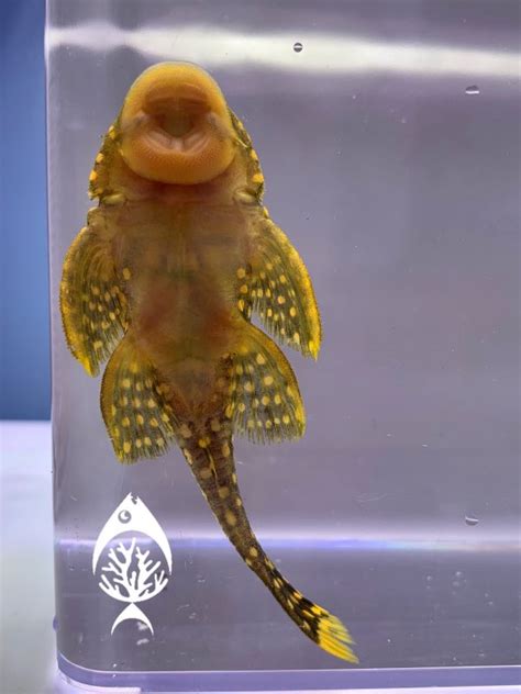 Gold Nugget Pleco - Marine Warehouse Aquarium