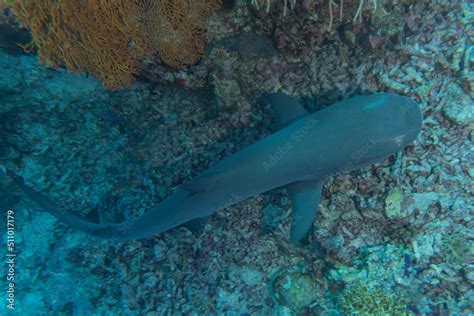 shark swimming at the tubbataha reef national park Philippines Stock ...