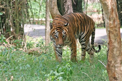 File:Bengal Tiger in Bangalore.jpg - Wikimedia Commons