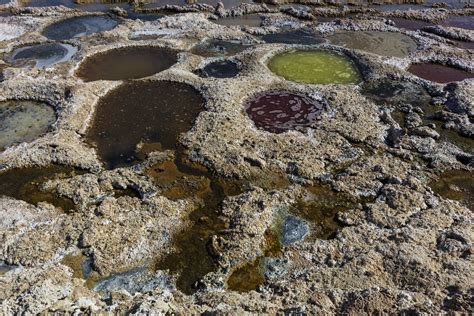 Tilapia nests at the Salton Sea | With the sea drying up and… | Flickr