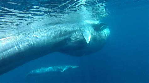 A New Whale Species Is Discovered in the Wild – Woods Hole Oceanographic Institution