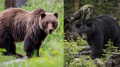 Black Bear Vs Grizzly Bear