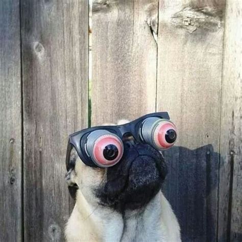 Bulging Eyes | Funny animals, Funny dogs, Pugs