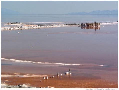 Posts and salt crystals near the Spiral Jetty. (Photo ID 9385-spiralje)