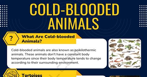 List of Cold Blooded Animals in English • 7ESL