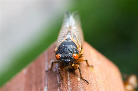 Free stock photo of auchenorrhyncha, canthigaster cicada, cicada